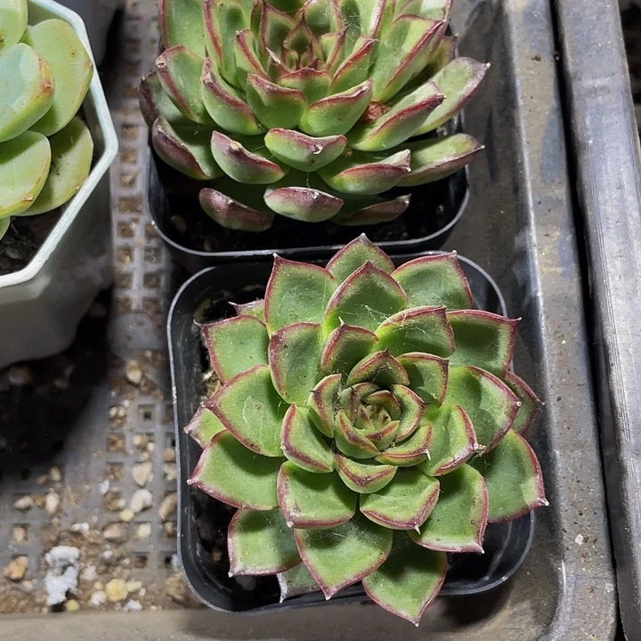 萤火虫1.8带盆土发