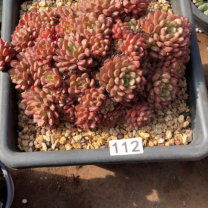 112红宝石 一物一拍多肉