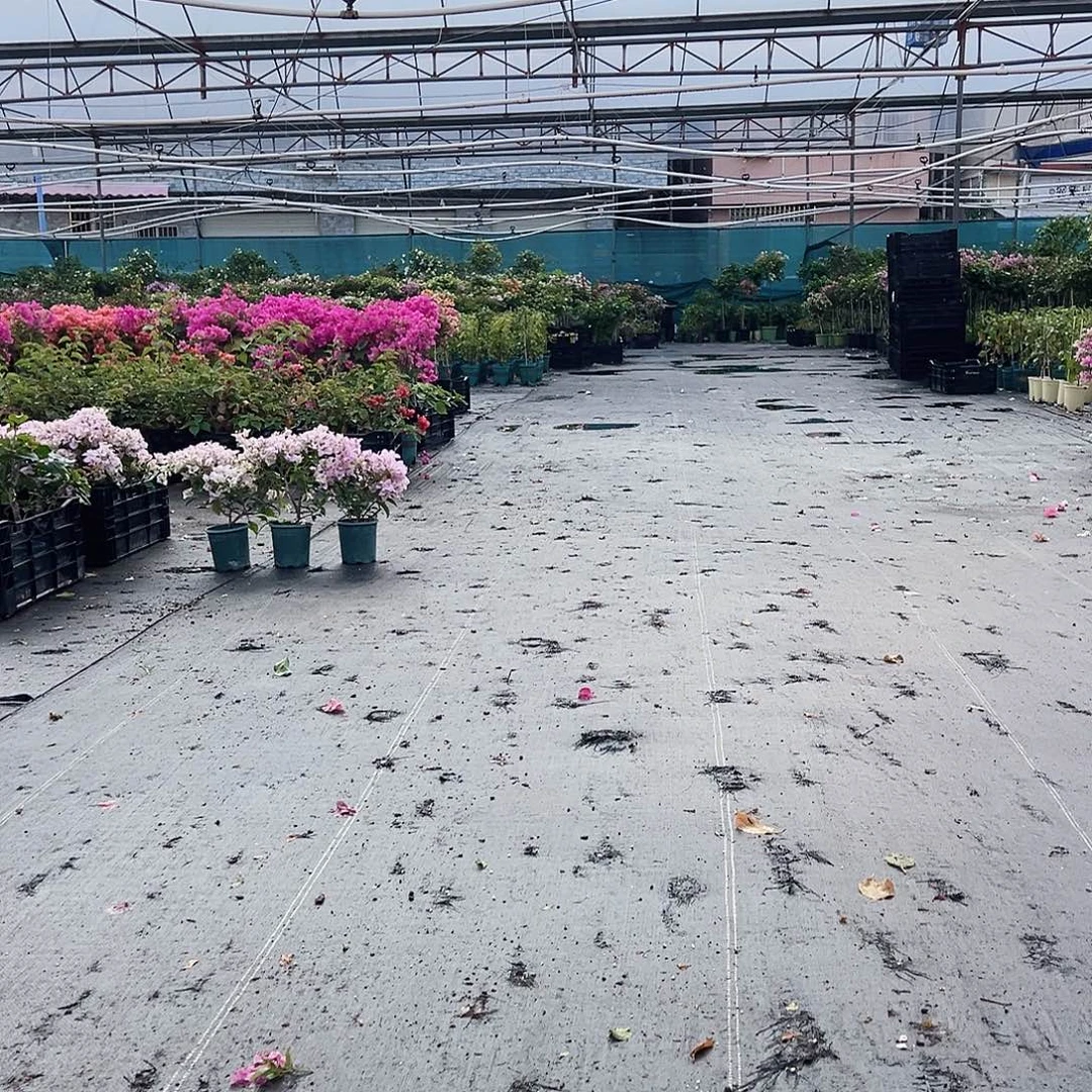 大部分花苞少量开放