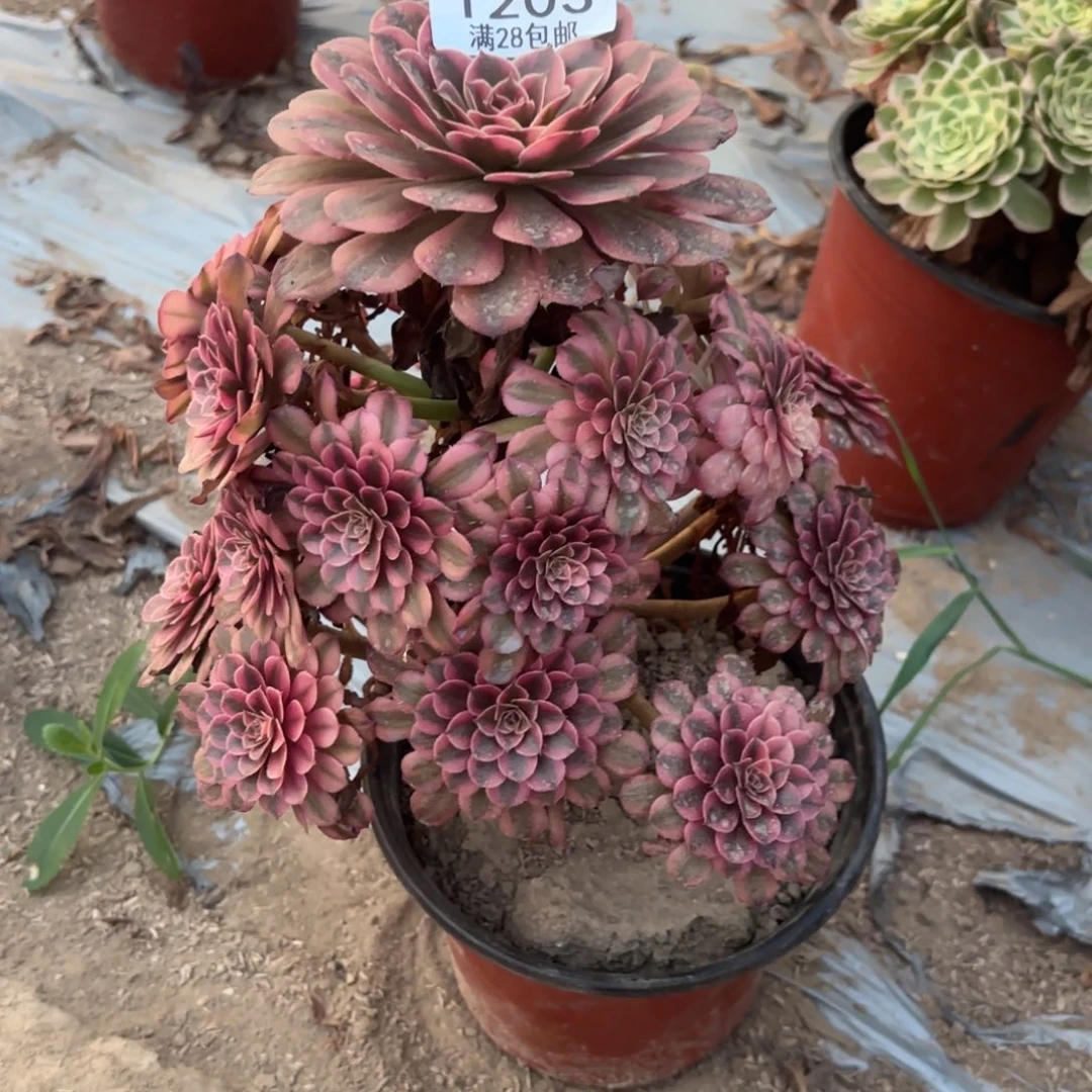 N. 1203黑铜白多肉11