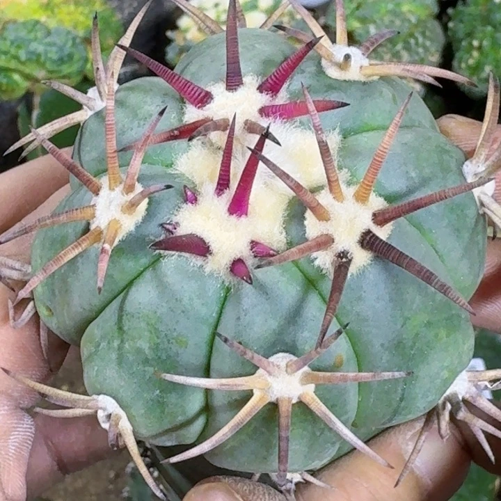 无花朵福利苗接花王825