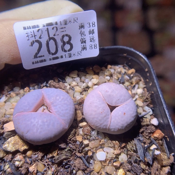 凤*?石头花多肉212.205