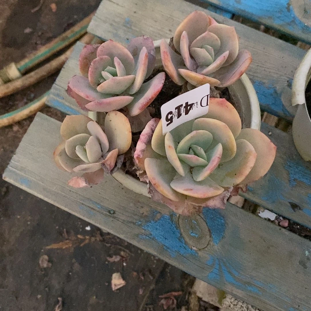 *️***415血凤多肉植物