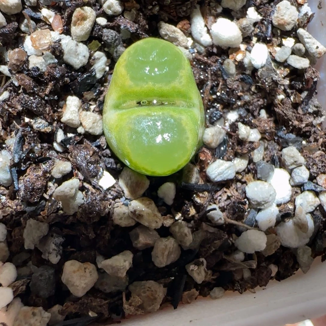 肉锥多肉植物百科4-碧眼磁铁295