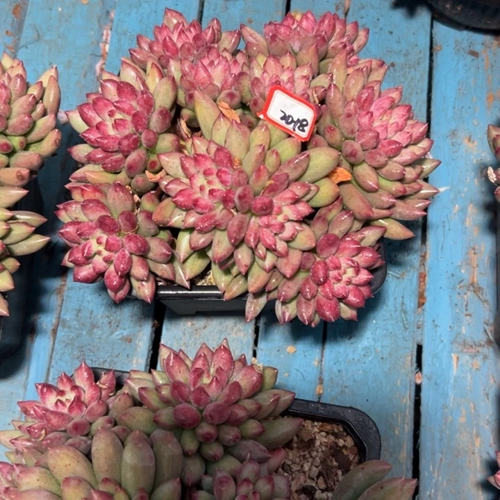 用***7精品多肉植物老桩岩子优选