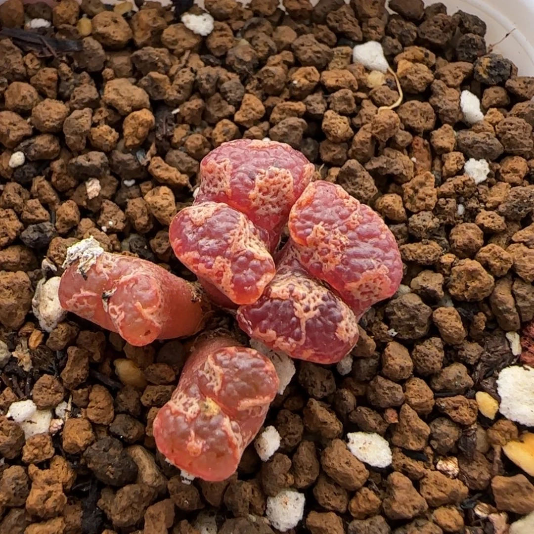 12.19。    超蝶。    2014