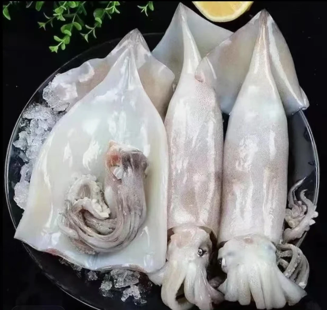 新鲜海捕大鱿鱼去皮去内脏鲜嫩美味适合烧烤火锅顺丰冷链配送