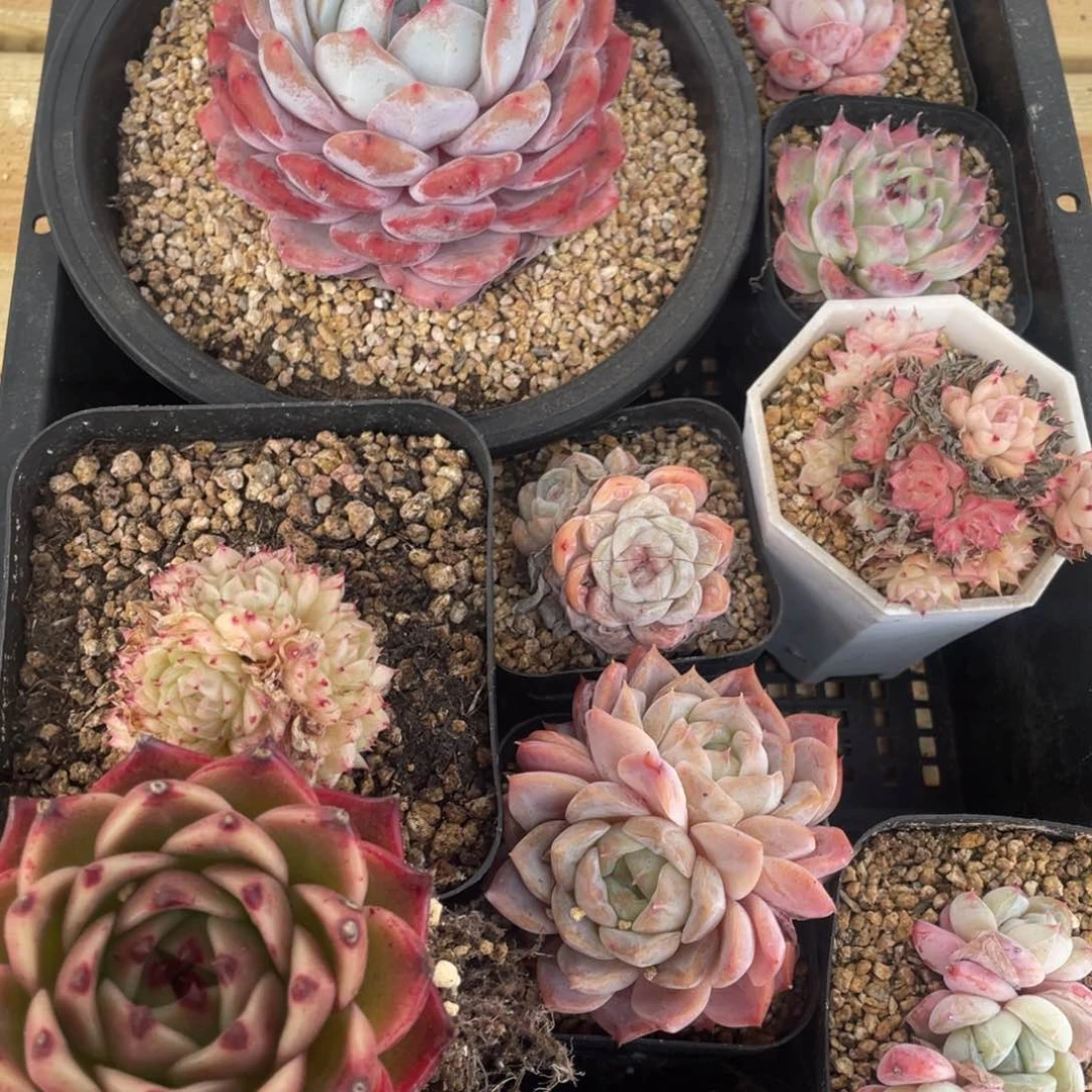 多肉植物九个精品081开播福利