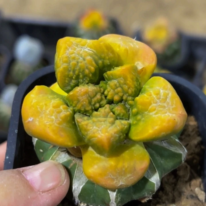 无花朵红锦大尤连山牡丹锦399