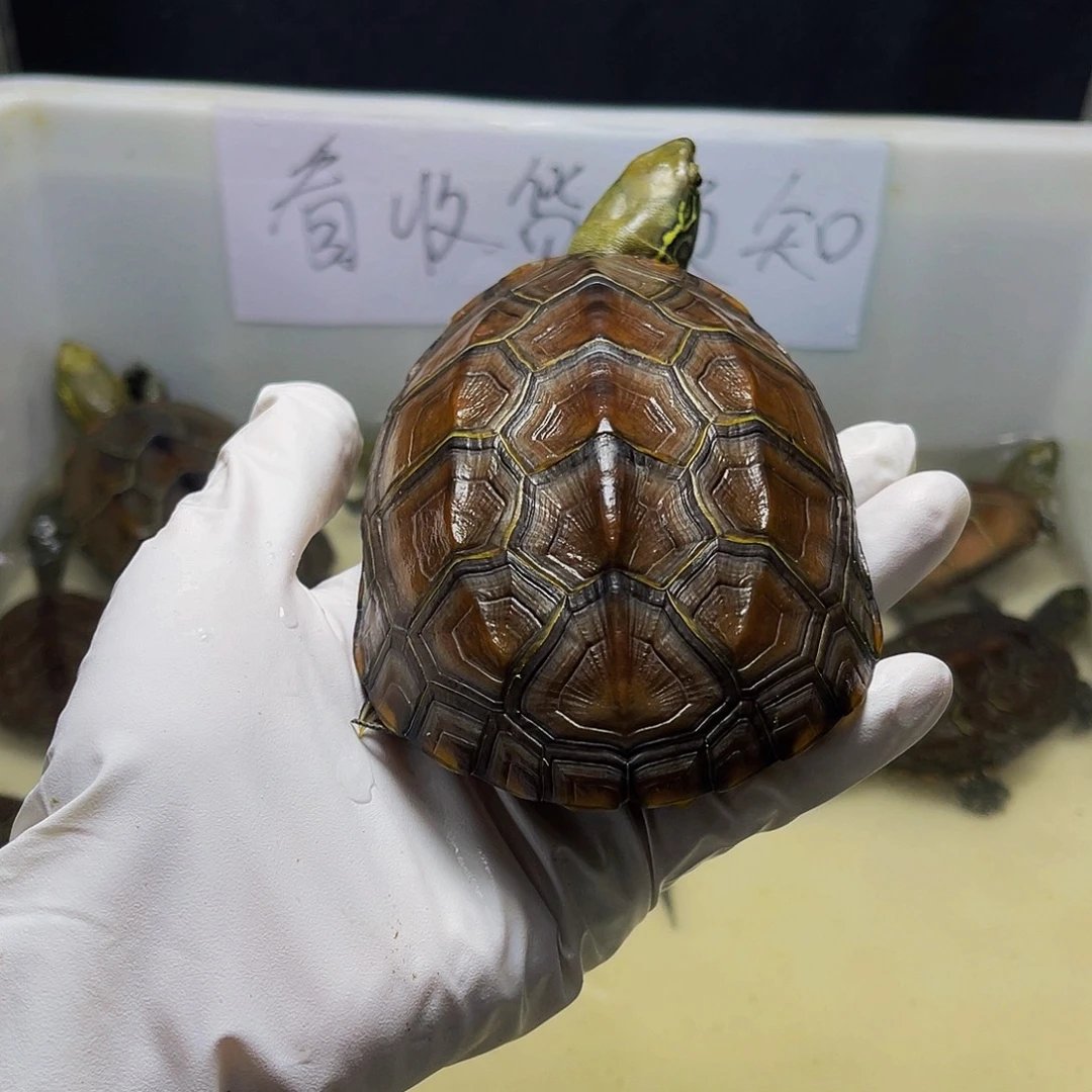 不分公母中华草龟