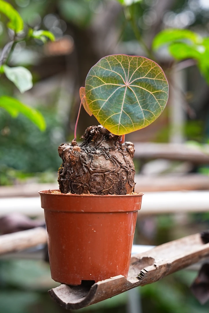 清仓一叶诺瓦龟泰国进口植物客厅绿植小盆栽块根捡漏荷叶龟