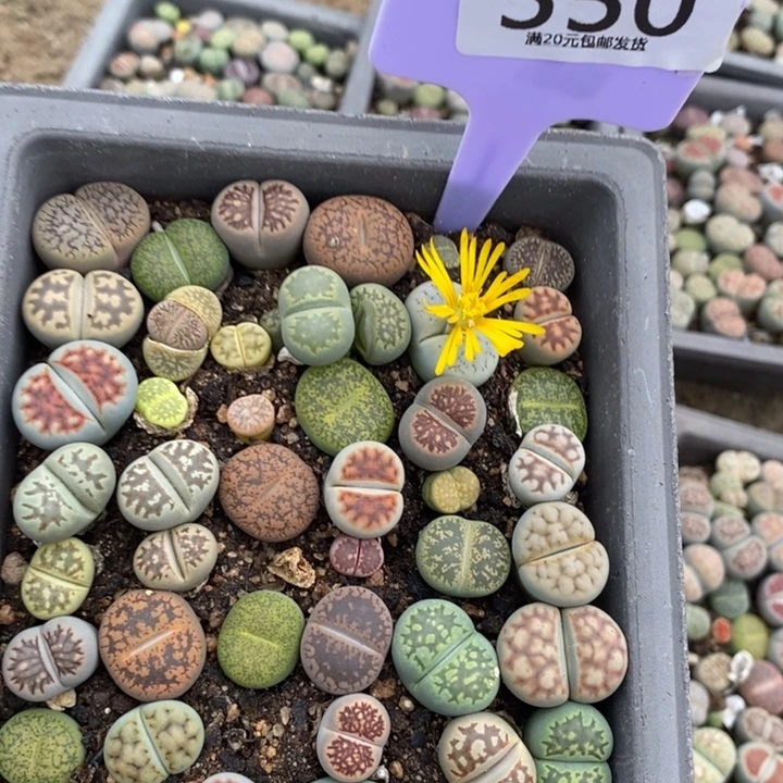 -***生石花等植物的生长550