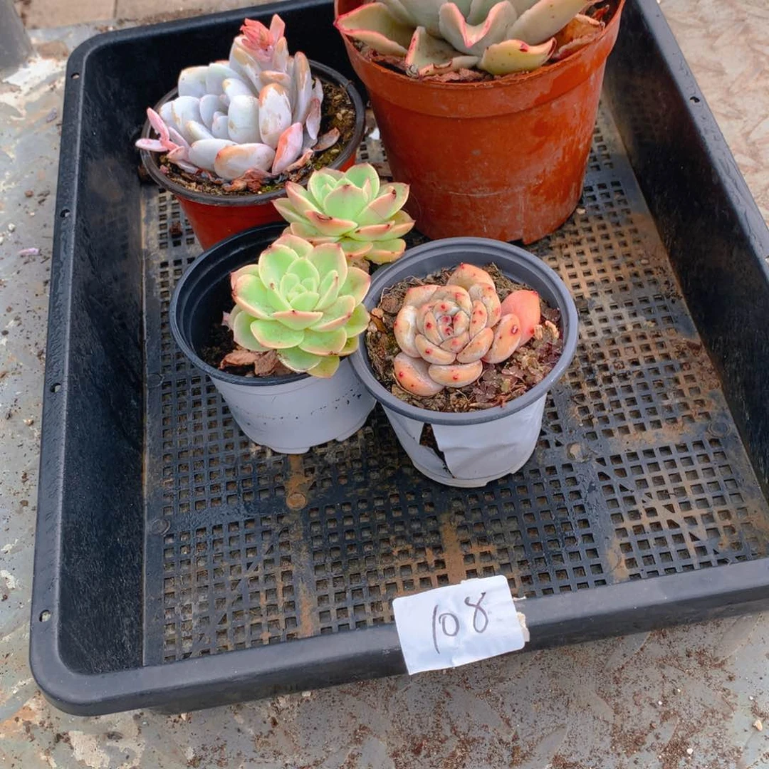 框拍福利品多肉108