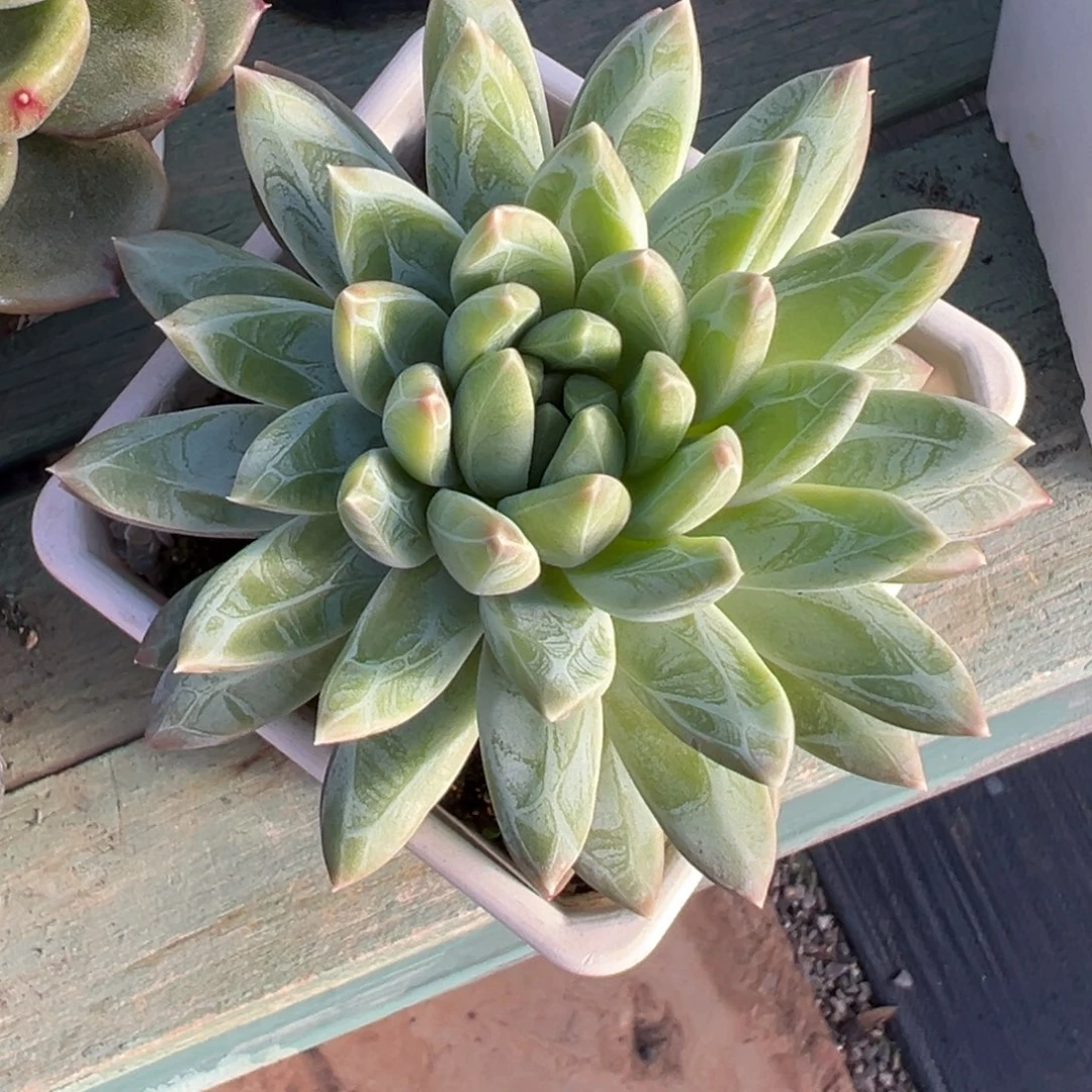 水晶萝莉多肉植物