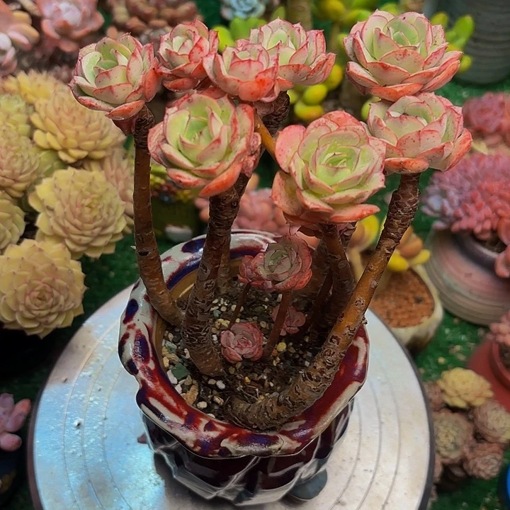 克罗地亚老桩一颗脱土