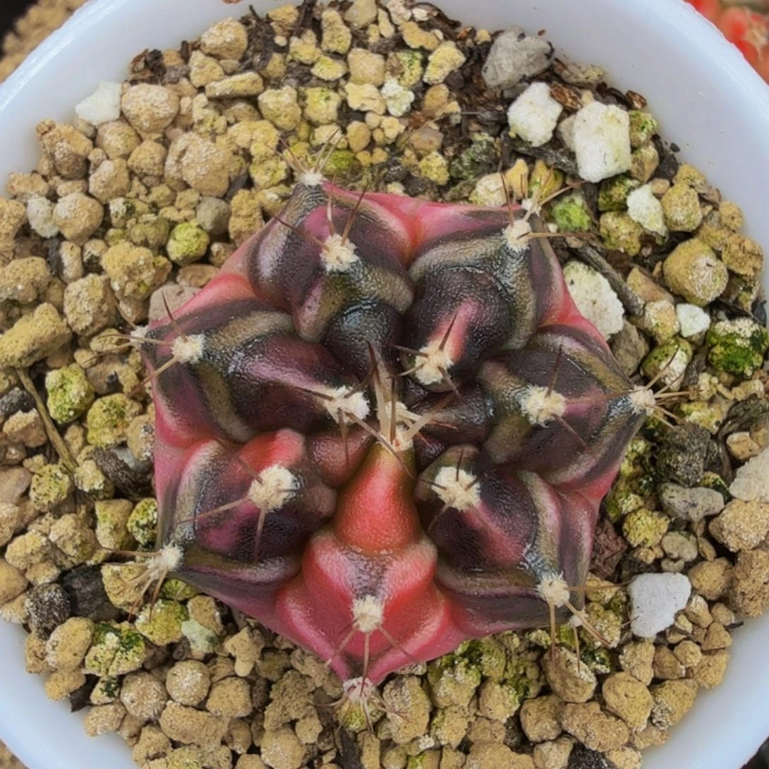 当前无花朵，栽培后可花朵