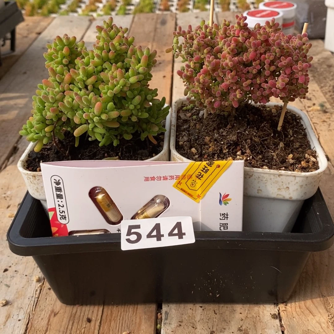 枝干番杏多肉植物544