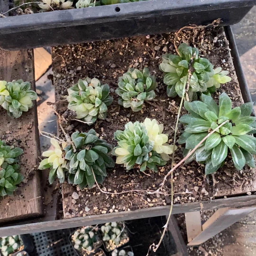 4105 一颗玉露。 开播福利
