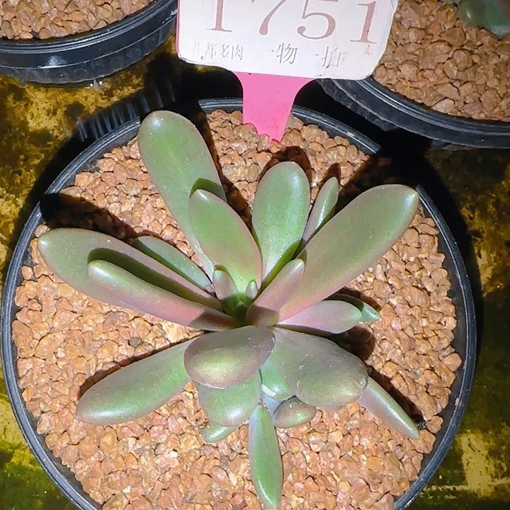 八爪鱼1751多肉植物