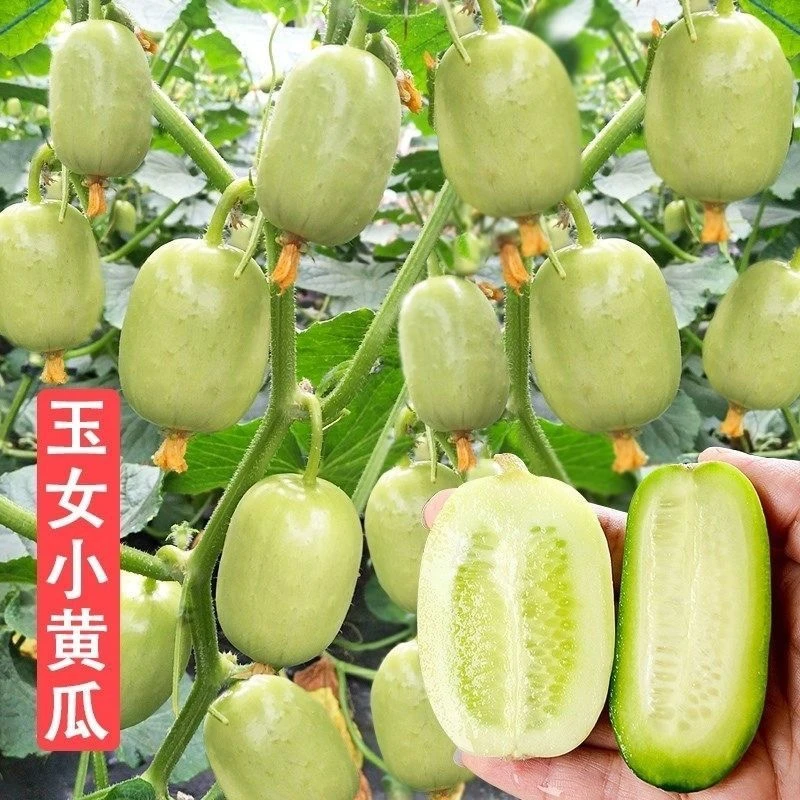 四季种植四季高产拇指黄瓜种子玉女迷你水果小黄瓜种籽阳蔬菜种子