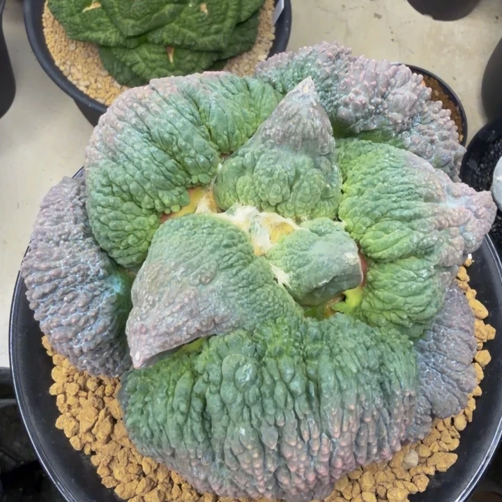 无敌的巨大型蓝紫血怒