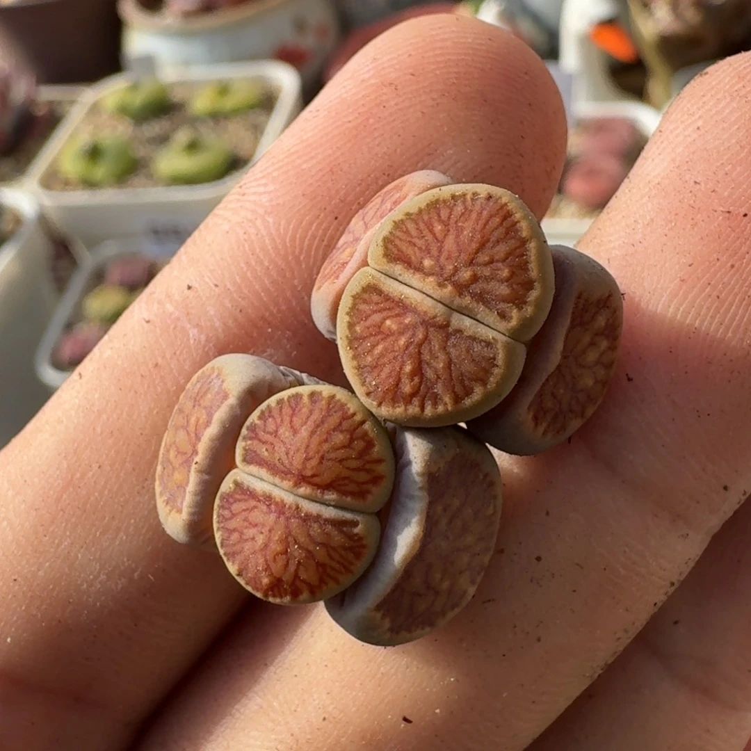 K188荷叶绿菊三年