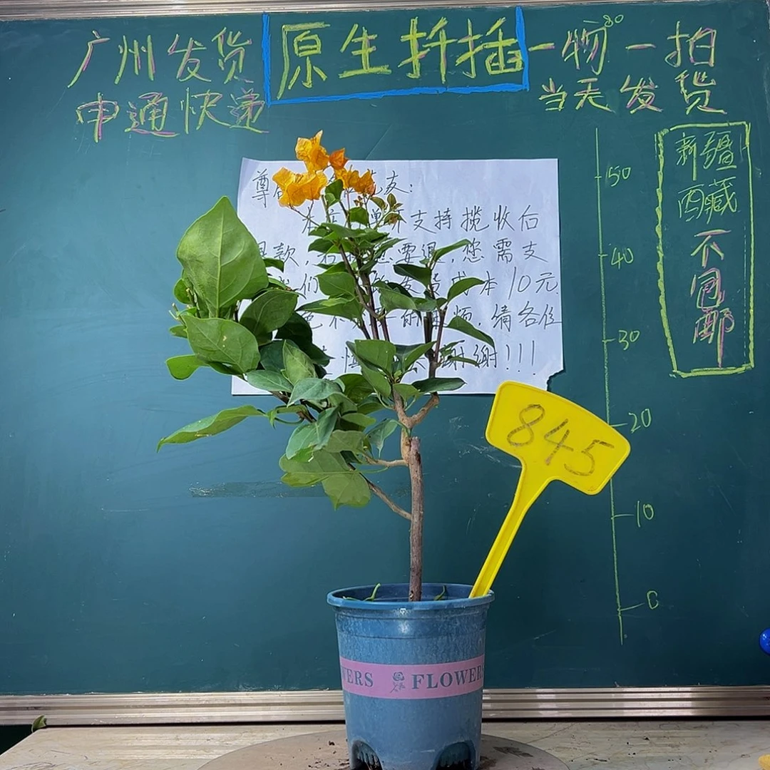 当前无花栽培后可以开花 加州黄金 845