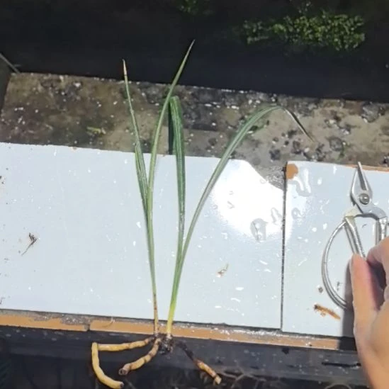 完全开放天艺引种苗