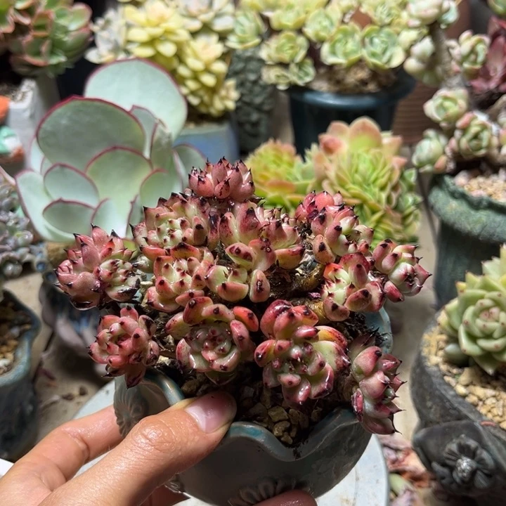 绿抓多肉植物duocifu