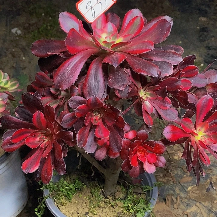 香奈儿丽娜老桩833号