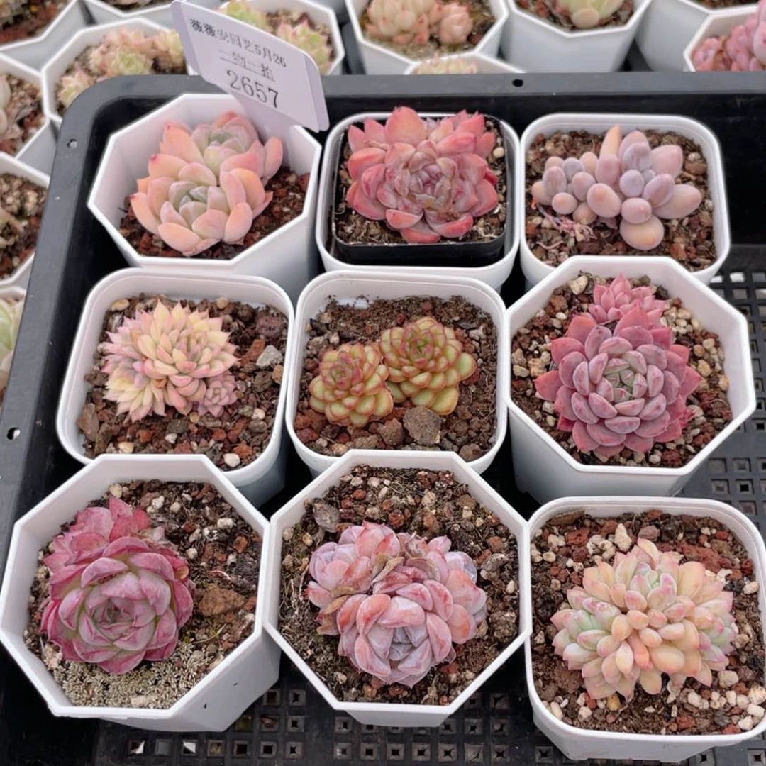 薇薇安园艺多肉2657