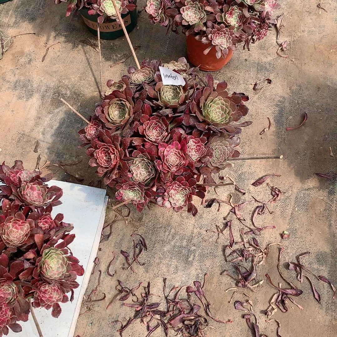 【闪购商品】马****n同花顺，多肉