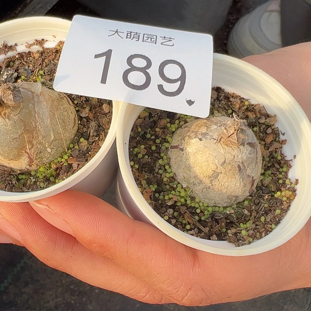 是***吖一物一拍带盆土发2颗。 189