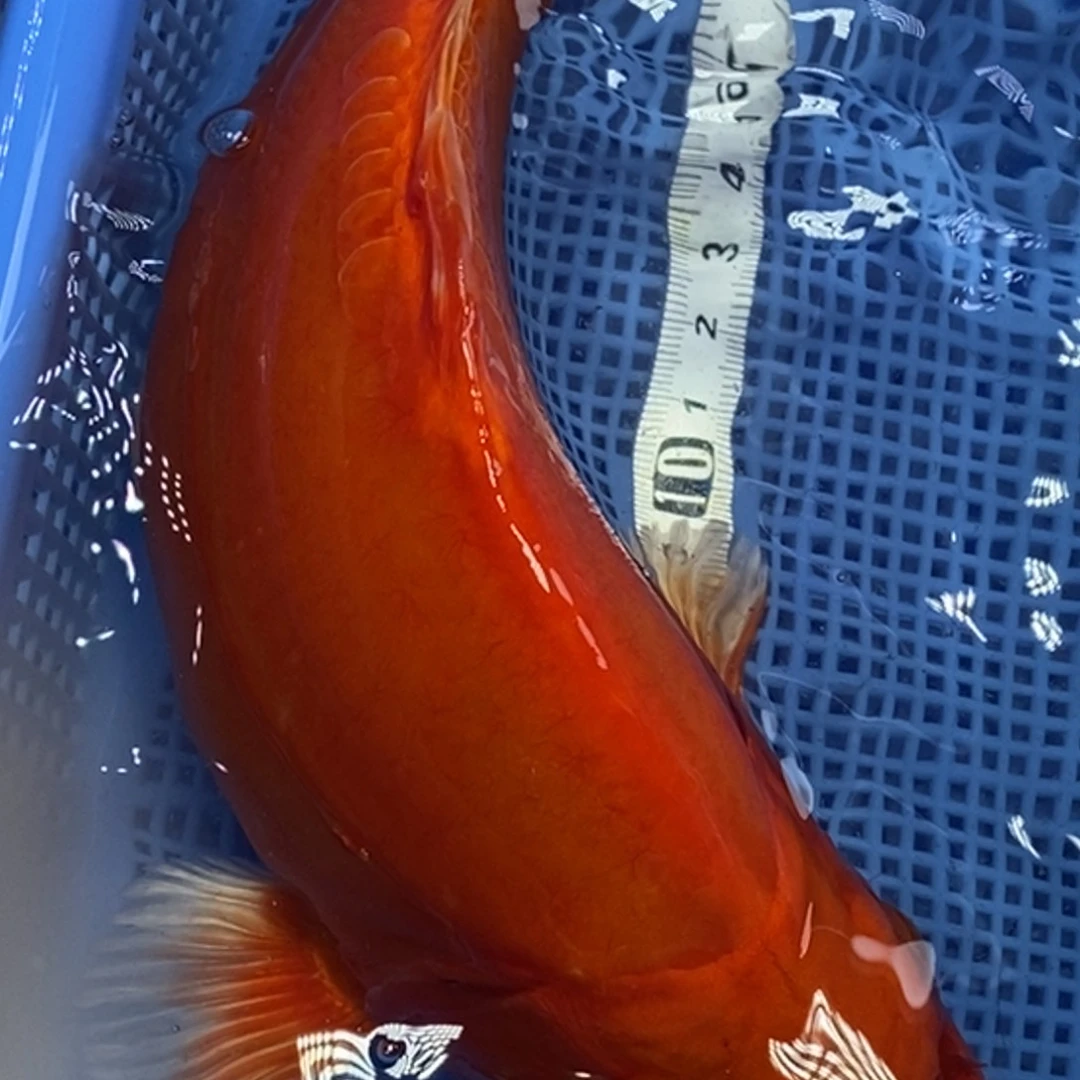 锦鲤冷水锦鲤包邮