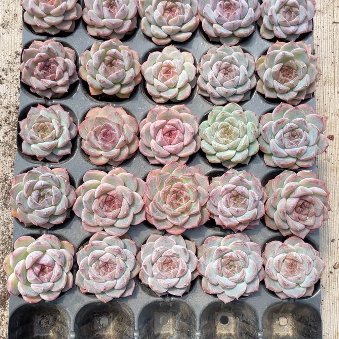 燕*燕纸专拍25颗糖心