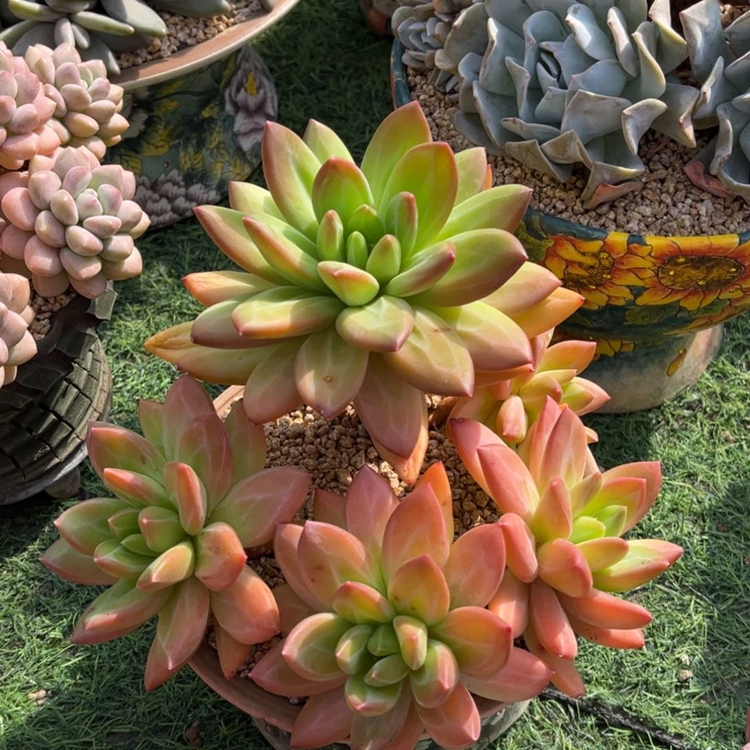 海洋之歌一物一拍