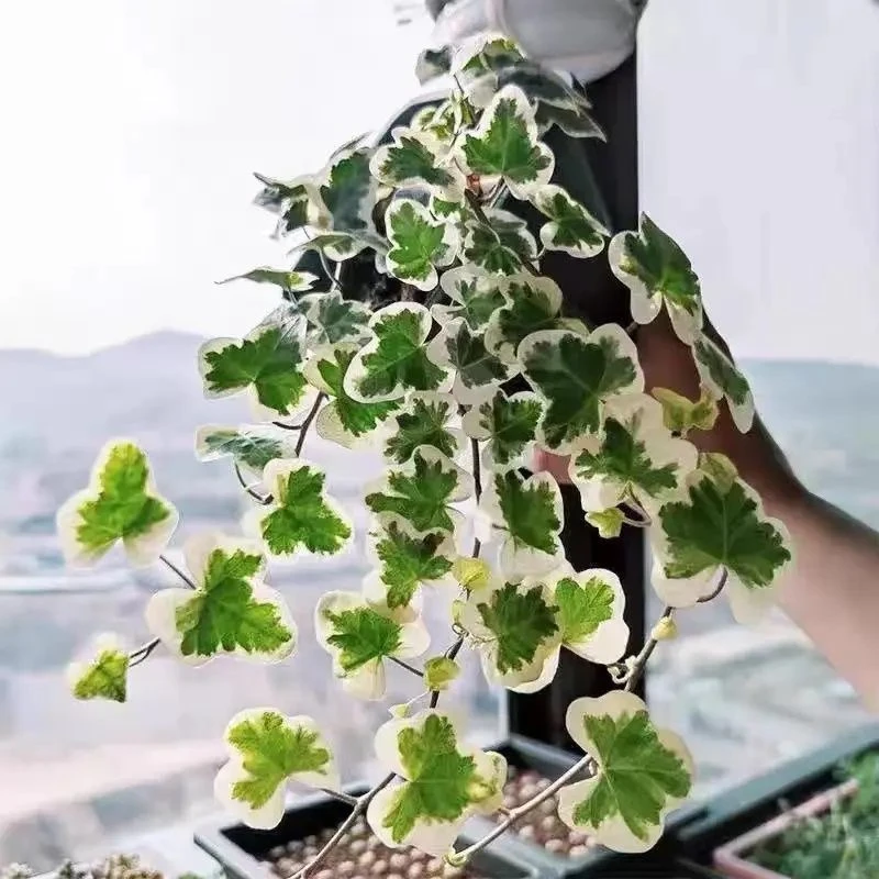 【雪莹】稀有绿植常春藤吊篮四季常青好养长藤盆栽室内客厅净化空气