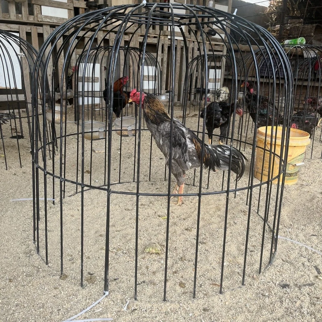 大号斗鸡笼子斗鸡罩笼折叠斗鸡铁笼子斗鸡钢筋罩笼家用斗鸡鸡罩