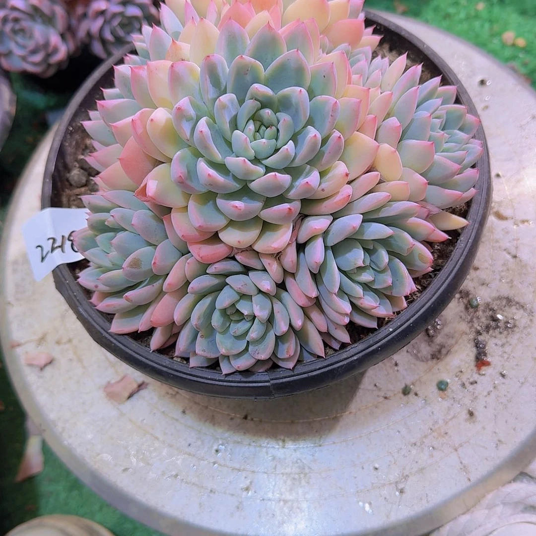 6*y2218月神多肉植物