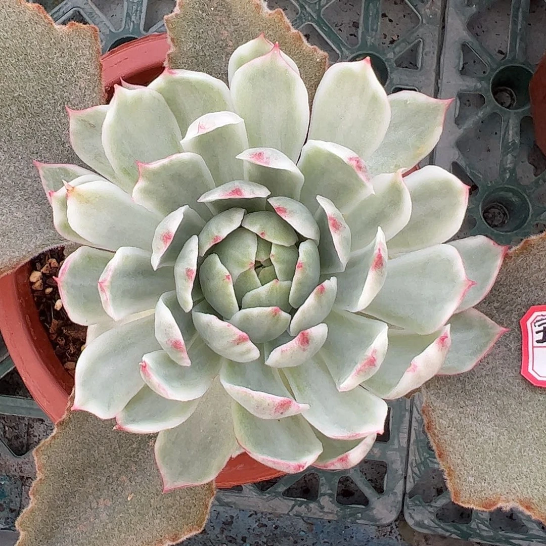 宝莲灯白锦 锦龙一物一拍