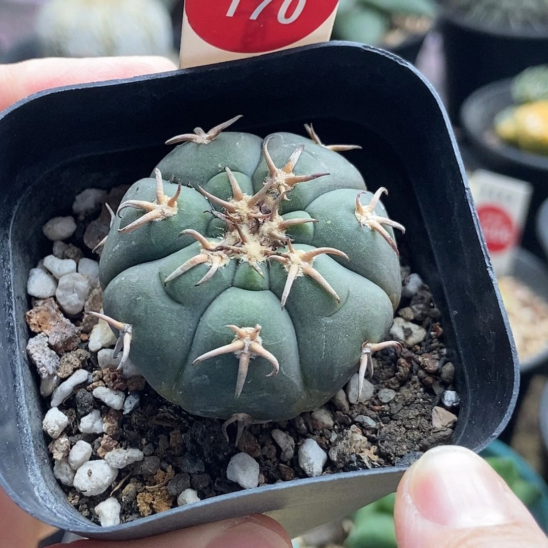 实生猫爪3.9cm一棵仙人球