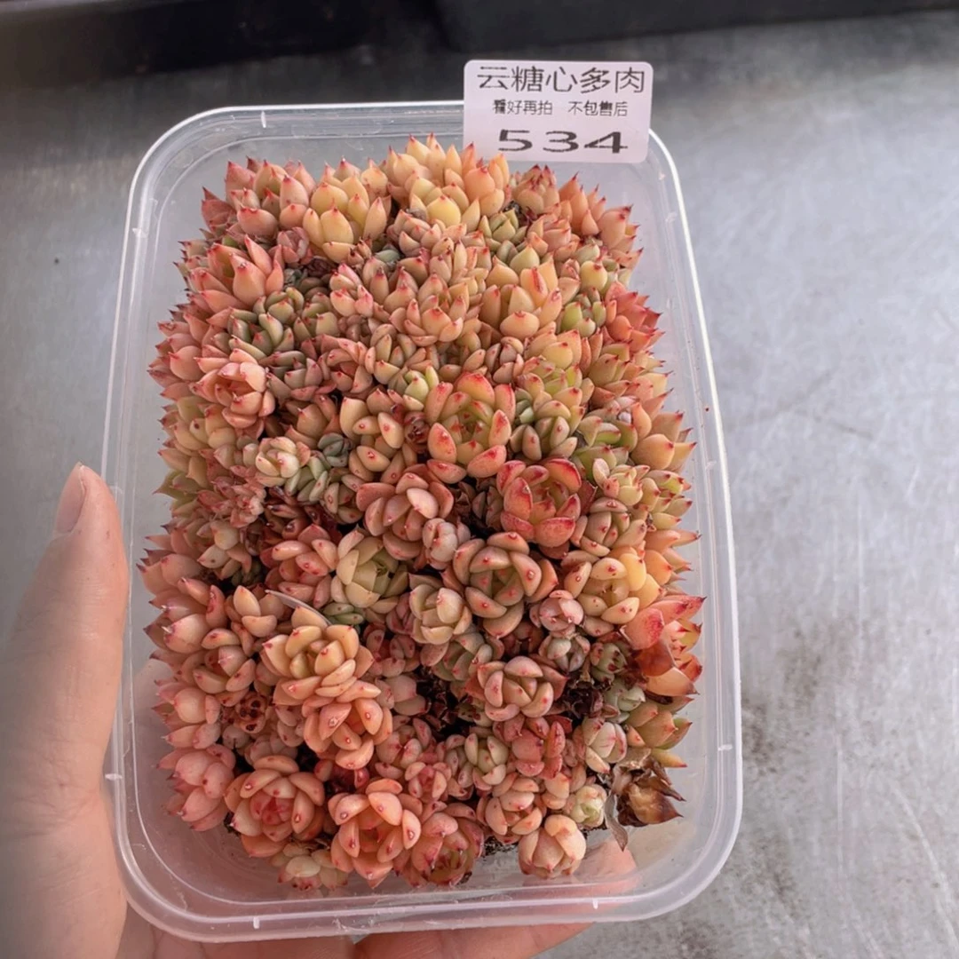 云糖心多肉植物534