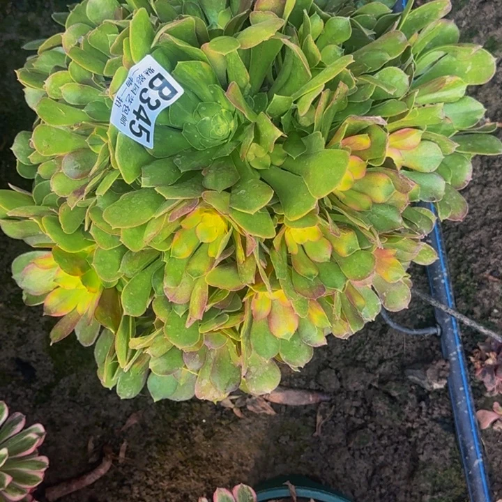 少秋七彩花25-23包邮花花