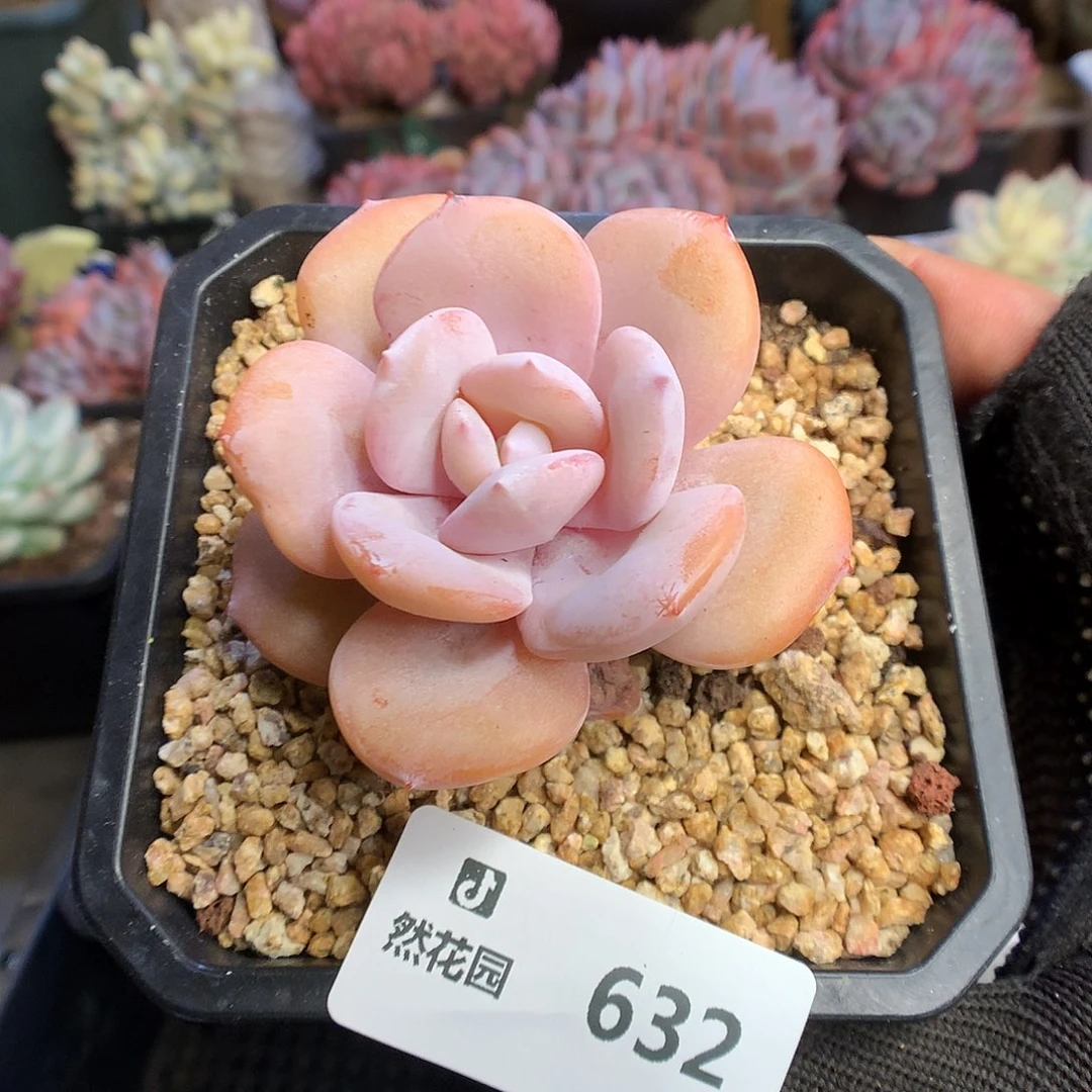 632奶茶多肉植物6666