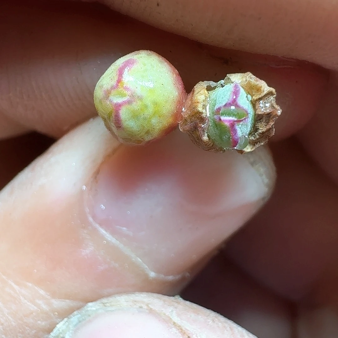 1颗一组量拍多肉植物g