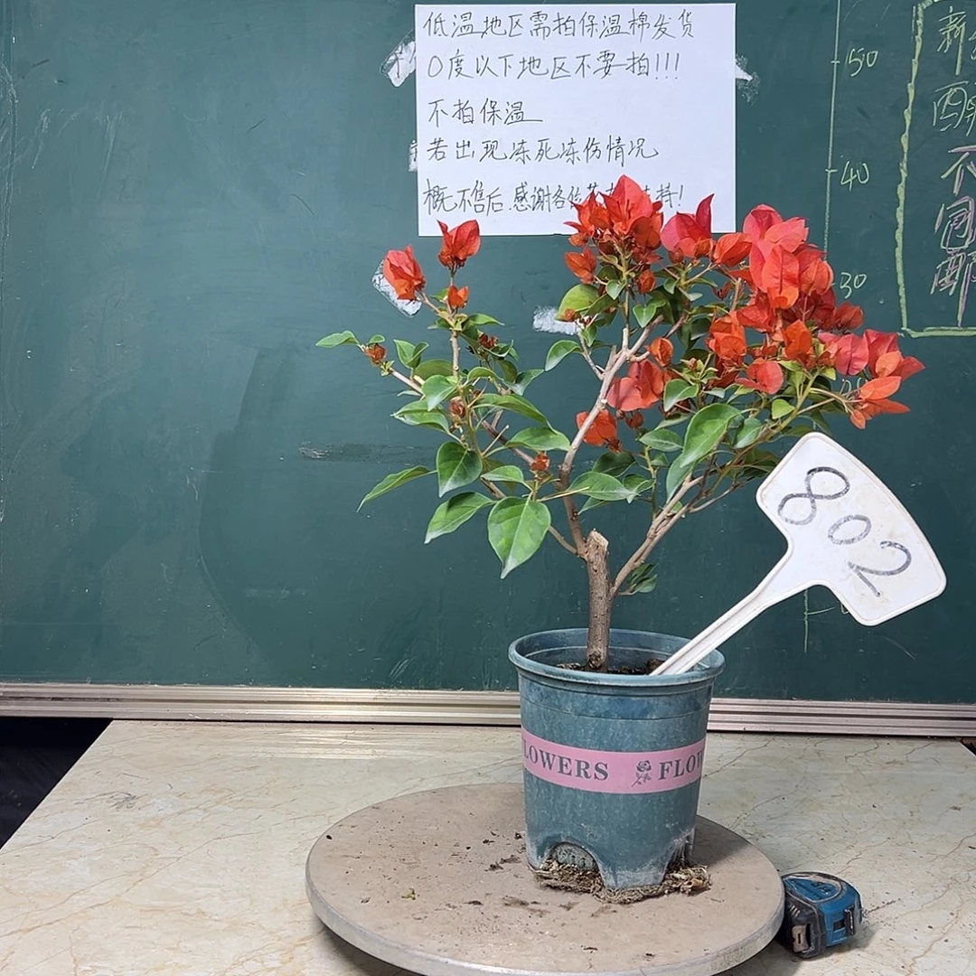 完全开放暗斑夕阳红802