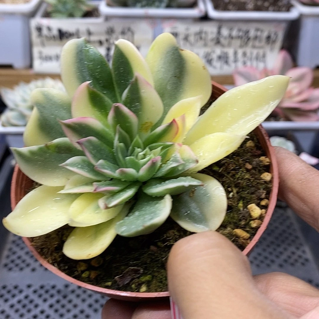 0932 海浪花脸锦