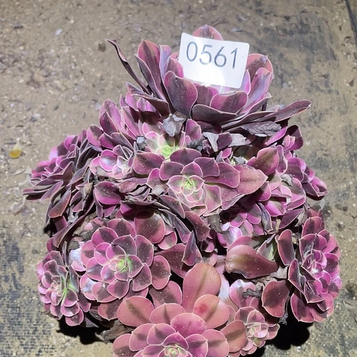 多肉植物法师561美杜莎