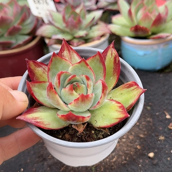 惊鸿一物一拍包装收缩花旱