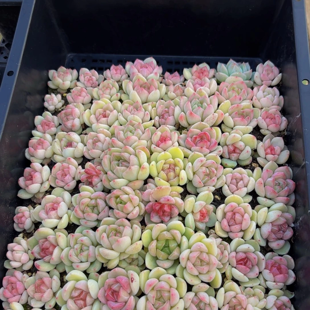 *****050多肉葡萄领导品牌